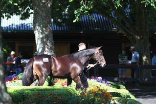 Group 1 2000 Guineas winner Embellish (NZ) pictured as a yearling.